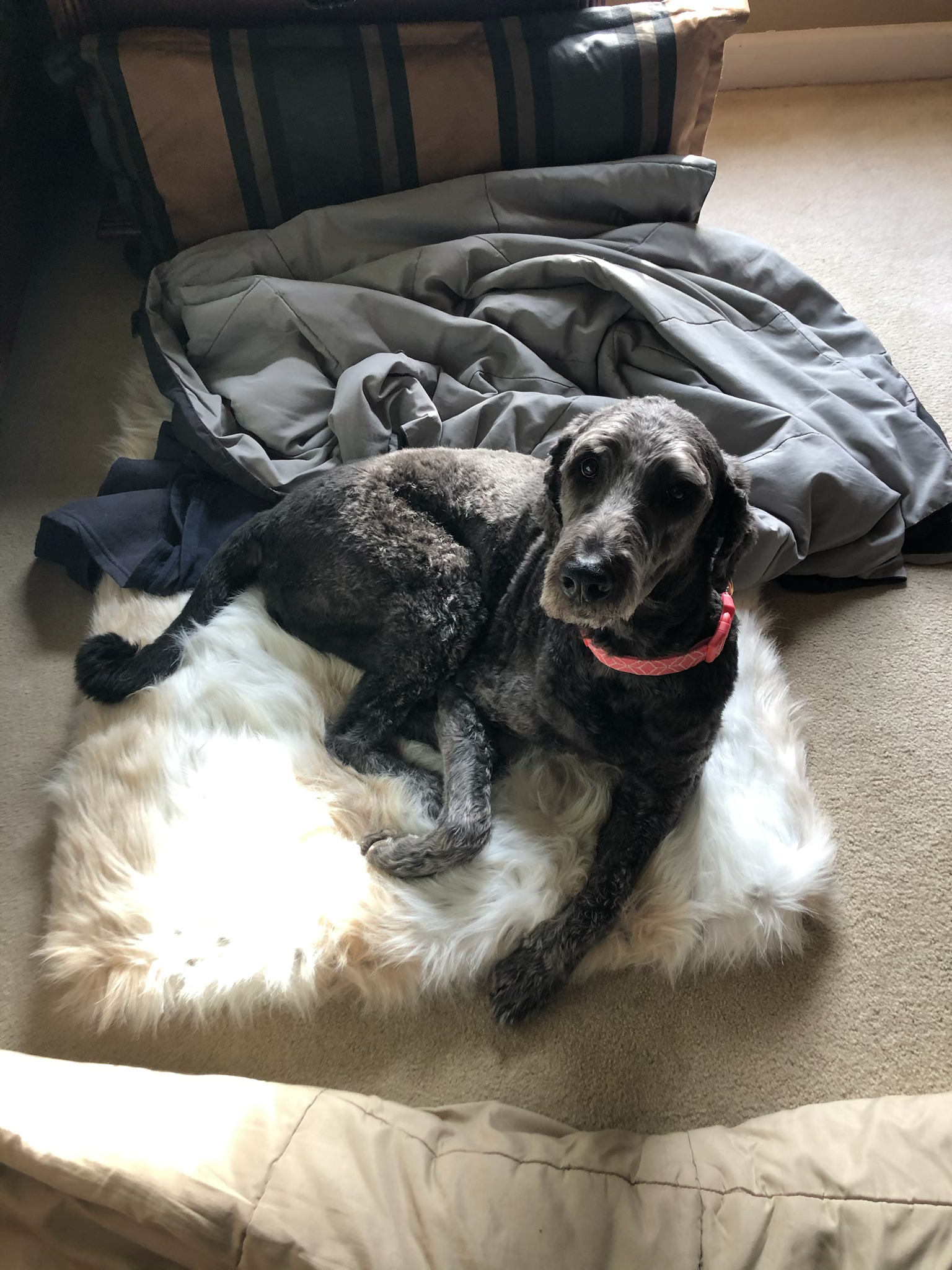 Jim's dog — the office mascot!